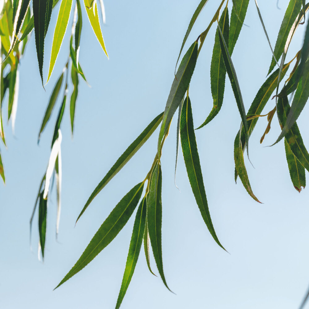 SALIX BABYLONICA- SAUCE LLORON 10L - Imagen 2