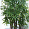 Palmera Raffi en maceta decorativa con hojas verdes pinnadas