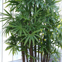 Palmera Raffi en maceta decorativa con hojas verdes pinnadas