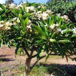 Plumeria blanca en flor