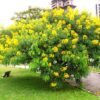 Acacia Carnaval amarilla en flor con racimos esféricos dorados