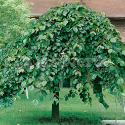 Olmo Montana péndula con ramas colgantes y follaje verde brillante en un jardín