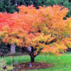 Acer buergerianum arce tridente con hojas trilobuladas y coloración otoñal en jardín