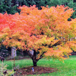 Acer buergerianum arce tridente con hojas trilobuladas y coloración otoñal en jardín