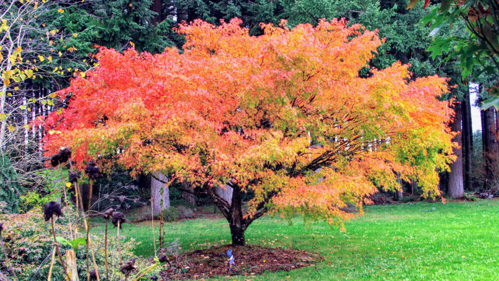 Acer buergerianum arce tridente con hojas trilobuladas y coloración otoñal en jardín