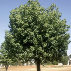Brachichito 8L árbol ornamental resistente ideal para jardín y vereda