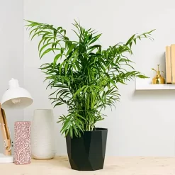 Chamaedorea elegans, palmera de salón de hojas finas y verdes en maceta ornamental