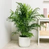 Chamaedorea elegans, palmera de salón de hojas finas y verdes en maceta ornamental