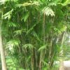 Palmera Chamaedorea bambusa con tallos delgados y hojas verdes pinnadas