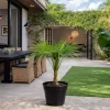 thrinax radiata palmera mexicana 3l hojas abanico jardin tropical resistente