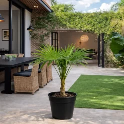 thrinax radiata palmera mexicana 3l hojas abanico jardin tropical resistente