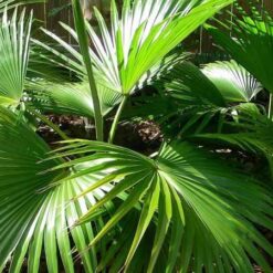Palmera Latania con hojas en abanico y tronco robusto