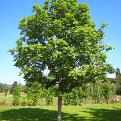 Fresno con copa amplia y follaje verde intenso en un jardín soleado