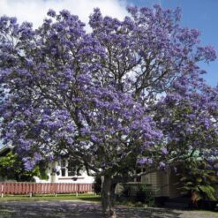Jacarandá en flor con copa cubierta de flores violetas en primavera