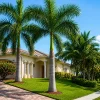 Palmera Imperial Roystonea Regia en maceta de 10 litros con hojas verdes tropicales para jardín