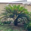 Palmera Cyca en maceta con hojas verdes brillantes
