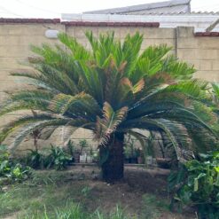 Palmera Cyca en maceta con hojas verdes brillantes