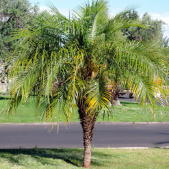 Palmera Phoenix roebelenii de tronco delgado y hojas arqueadas verdes