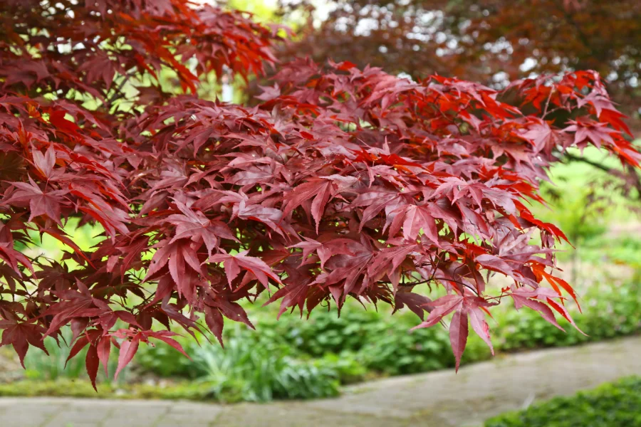 ACER BUERGERIANUM 8L - Imagen 2