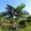 Palmera Seafortia Real con tronco liso y hojas verdes pinnadas