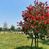 Callistemon Imperialis rojo con flores en forma de cepillo de intenso color