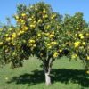 Naranjo Washington con frutos maduros