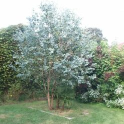 Eucaliptus cinerea con hojas redondeadas de tono gris plateado