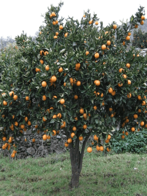 NARANJA NAVELINA (OMBLIGO) 4 Litros - Imagen 2