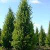 Roble europeo piramidal con follaje verde intenso