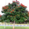 Spathodea campanulata con flores rojas en forma de campana en racimos