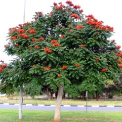 Spathodea campanulata con flores rojas en forma de campana en racimos