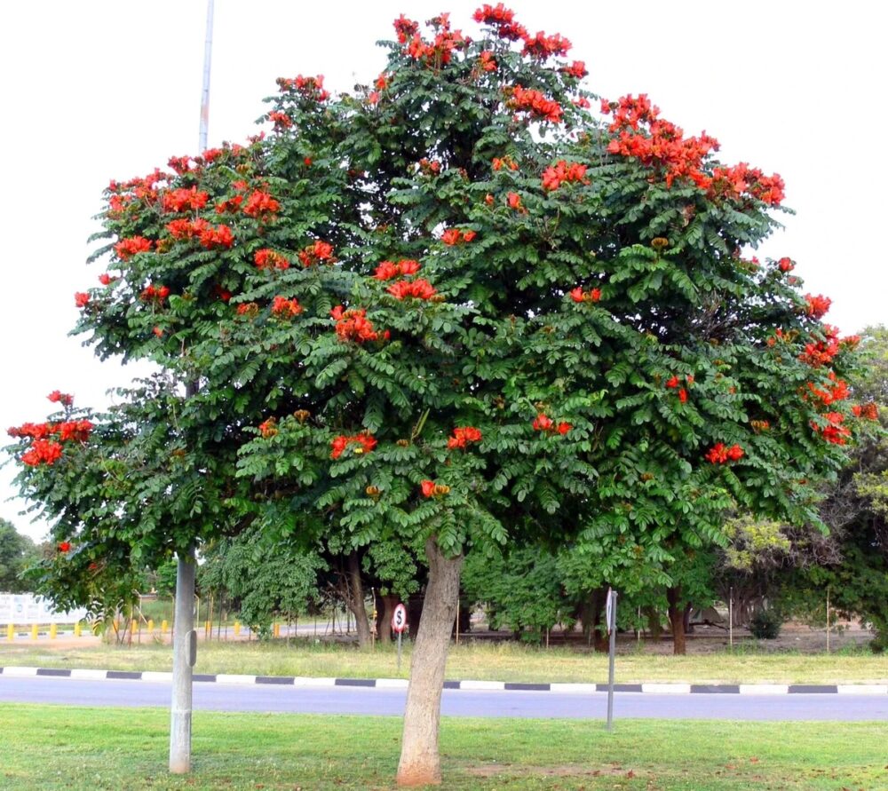 Spathodea campanulata con flores rojas en forma de campana en racimos