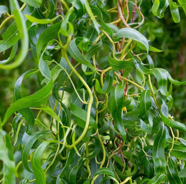 LAGESTROEMIA (CRESPON ARBOLITO) - Imagen 2