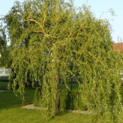 Salix Erythroflexuosa o sauce eléctrico con ramas retorcidas y follaje verde brillante