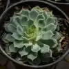 Echeveria suculenta en roseta con hojas carnosas verdes y rosadas en maceta pequeña