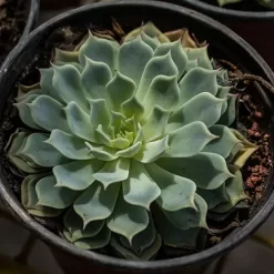 Echeveria suculenta en roseta con hojas carnosas verdes y rosadas en maceta pequeña