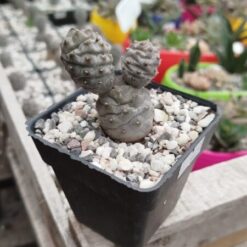 SUCULENTA TEPHROCACTUS M9