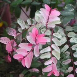 Alternative view of BREYNIA NIVOSA 4L