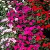 Alegría del Hogar en maceta con flores rojas y rosas en abundancia