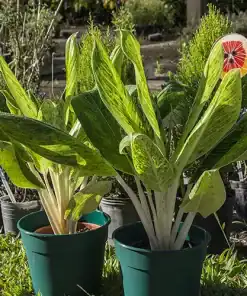 Aglaonema King of Siam con hojas verdes y bordes rojizos en maceta decorativa