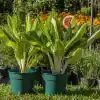 Aglaonema King of Siam con hojas verdes y bordes rojizos en maceta decorativa
