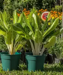 Aglaonema King of Siam con hojas verdes y bordes rojizos en maceta decorativa