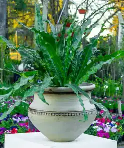 Asplenium antiquum con hojas verdes brillantes en forma de roseta en maceta decorativa