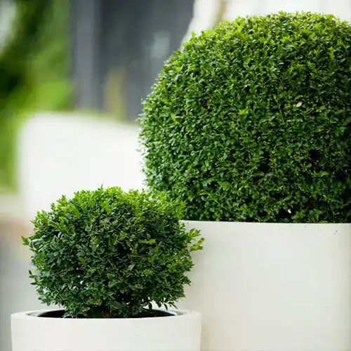 Buxus sempervirens en forma de arbusto compacto utilizado en seto decorativo