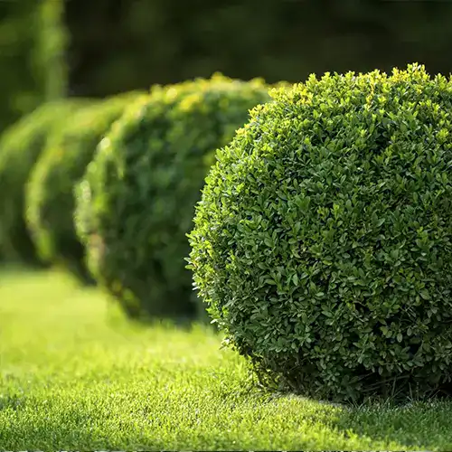 Buxus sempervirens en forma de arbusto compacto utilizado en seto decorativo