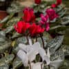 Cyclamen Mini en maceta con flores rosadas y hojas verdes en forma de corazón