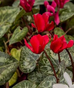 Cyclamen Mini en maceta con flores rosadas y hojas verdes en forma de corazón