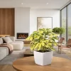 aralia ivonete planta ornamental interior hojas finas decorativas