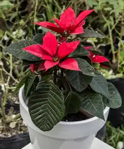 Estrella Federal en maceta con brácteas rojas intensas y hojas verdes