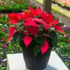Estrella Federal en maceta con brácteas rojas intensas y hojas verdes